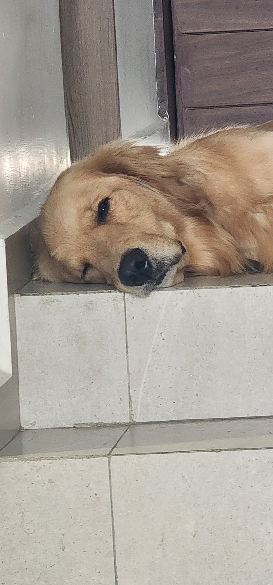 GmorelosG's tweet photo. @twperritos https://t.co/996rjsITgw