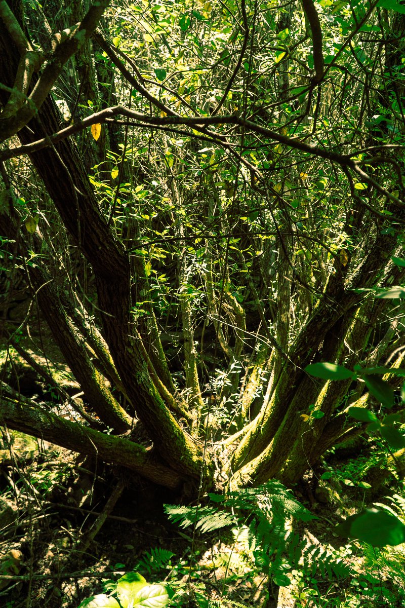 oxyretronave tweet media