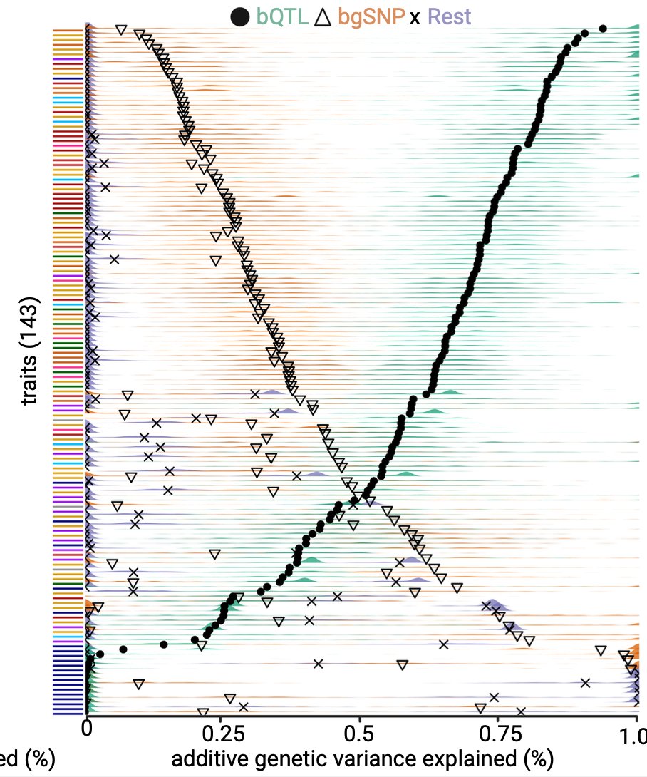 jrossibarra's tweet photo. We then partition additive genetic variation (Va) for >130 phenotypes (thanks @MerKhaiBurch!).  We find that the majority of Va for ~70% of phenotypes can be explained by the small number of bQTL, even when accounting for background (bgSNPs) and the rest of the genome. 6/7 https://t.co/WpnECjAfgl