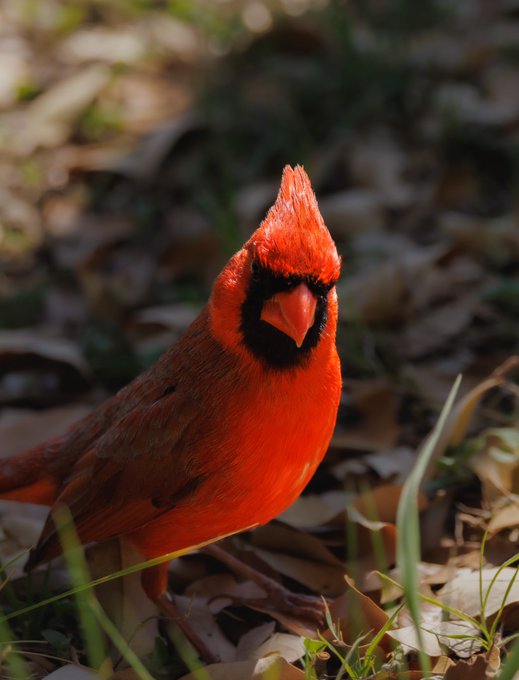 When you&rsquo;re mid-conversation and forget what you were talking about.   #birdphotography #TwitterNatureCommunity<a href="/tag/birding"class="tags"><span>#birding</span></a><a href="/tag/birdphotography"class="tags"><span>#birdphotography</span></a><a href="/tag/twitternaturecommu"class="tags"><span>#twitternaturecommu</span></a>