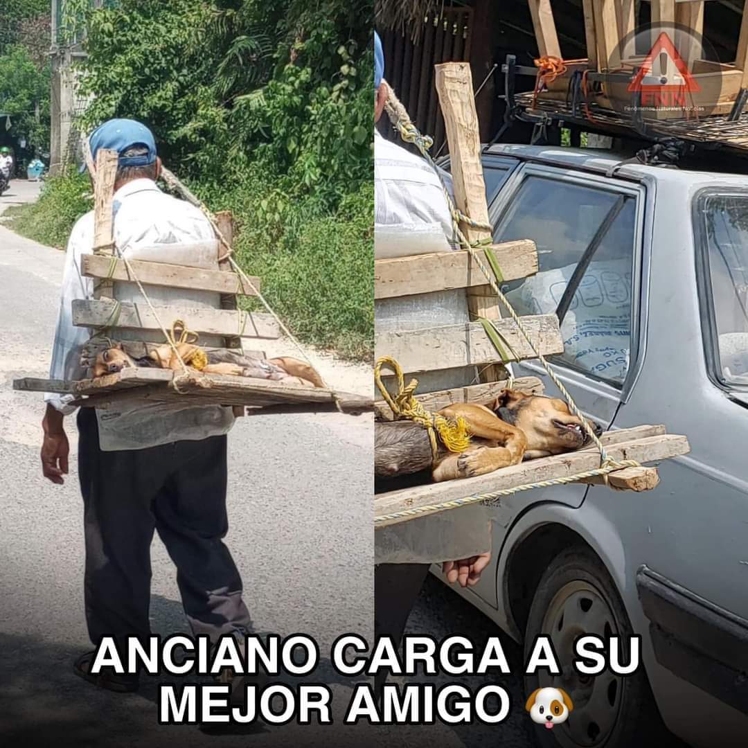 ❤️👴🐶 AMOR Y UN INSPIRADOR EJEMPLO PARA TODOS... Un anciano con escasos recursos se vio obligado a construir una camilla de madera para transportar a su leal amigo, un perrito, después de ser esterilizado.