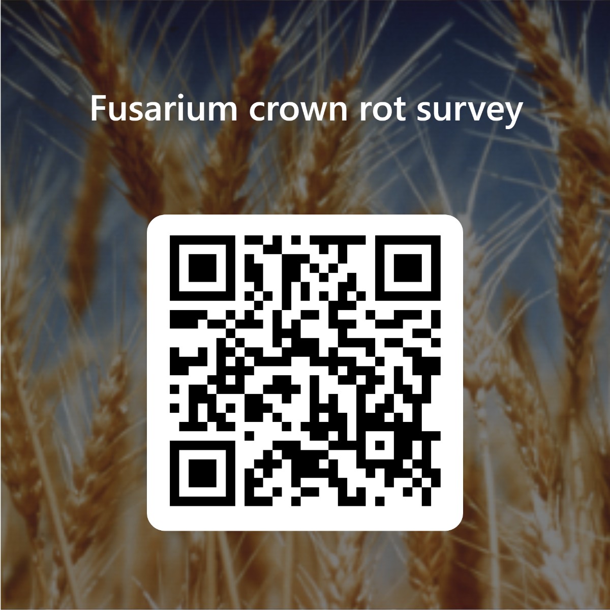 🌱 Calling all growers and agronomists! 🌱
We want to better understand awareness, knowledge &amp; management of Fusarium crown rot. You can help by completing our survey fal.cn/3AC07 
<a href="/theGRDC/">GRDC</a> #heretohelp #fusarium