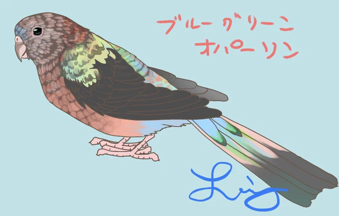 #インコ研究 #ことり解体新書   クサインコはオーストラリア原産のシード主食の感想を好む高温に弱い中型のインコです。  古い本ですが、草インコに特化した1989年発行の洋書Grass parakeetから、草インコの当時の色変わりリストを翻訳します。  画像1枚目はLiz画の秋草の色変わり。 2枚目は洋書の表紙。 34枚目は生息地域。  アキクサインコ(Bouke's) →原種、イエロー、イザベル(シナモン)、ローズ、イエローローズ、イザベルローズ、ファローローズ  ワカバインコ(Blue-winged) →原種のみ  イワクサインコ(Rock) →原種のみ  アカハラワカバインコ(Orange-bellied) →原種のみ  ワカナインコ(Elegant) →原種、ルチノー、シナモン、パイド  キキョウインコ(Turquoise) 原種、アカハラ、イエロー、アカハライエロー、パイド、ファロー、パステルブルー、オリーブ  ヒムネキキョウインコ(splendid) →原種、アカハラ、パイド、シーグリーン、パステルブルー、シロムネブルー、シナモン、イザベル、ゴールドイエロー、シーグリーンシナモン、パステルブルーシナモン、シルバー、シーグリーンイザベル、パステルブルーイザベル、スカイブルー、ファロー  現在日本ではアキクサインコの品種改良が進んでいますが、当時はヒムネキキョウインコの品種改良がさかんだったようですね。 こちらも美しいインコです(*^^*)  今日はここまで。
