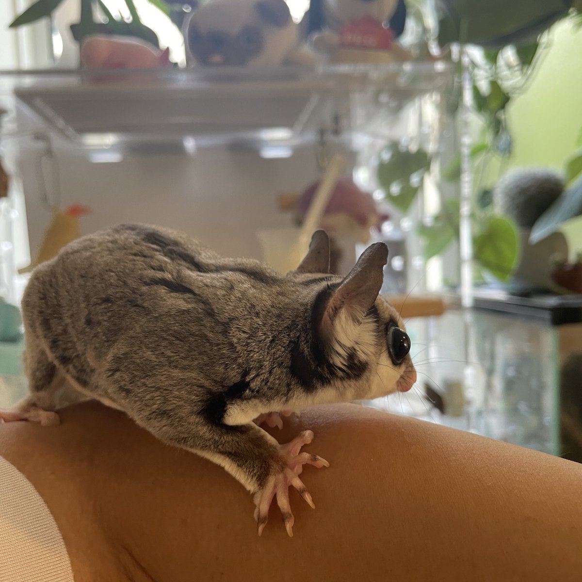 HamstarMelon's tweet image. 目ん玉飛び出そうやな👀

#ペグちゃん
#フクロモモンガ