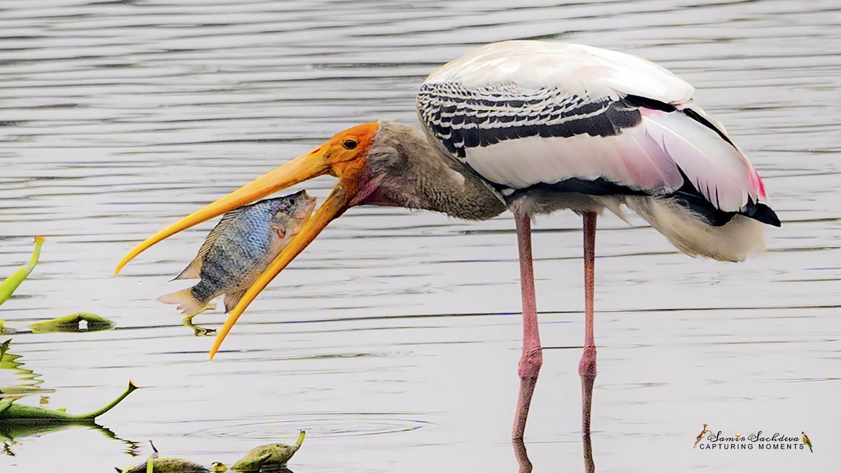 sampro3008's tweet photo. Expression when one reaches a dead end 
#IndiAves #birdwatching #birdphotography #birding #naturelovers #NaturePhotograhpy #IncredibleIndia #wildlifephotography #photography #photooftheday #BBCWildlifePOTD #ThePhotoHour #TwitterNatureCommunity #BirdsOfTwitter #paintedstorkfishing https://t.co/TjB6e6ljZp