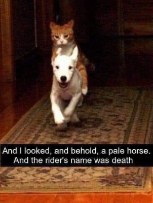 WholesomeMeme's tweet photo. https://t.co/ZNtMEj9Ly9
