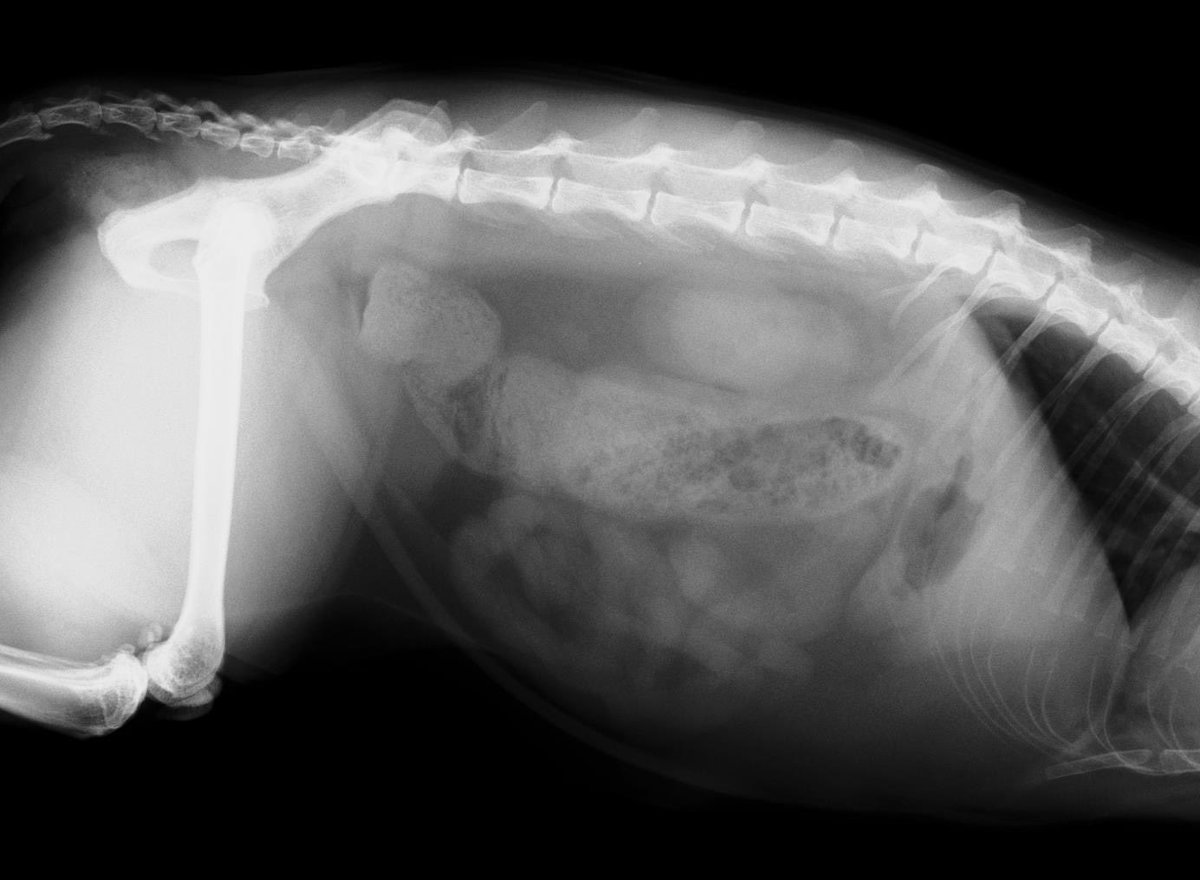 tinybearyoonie's tweet photo. I NEED HELP ‼️
My cat needs to get subtotal colectomy surgery, he can’t poop anymore. its very expensive and we can't afford it. We need 1000$ for this procedure. PLEASE HELP IN ANY WAY YOU CAN. DONATE OR SHARE THIS!!!
https://t.co/TmE96fRauX
GCASH: 09455023712 https://t.co/rSFQl4wCpi