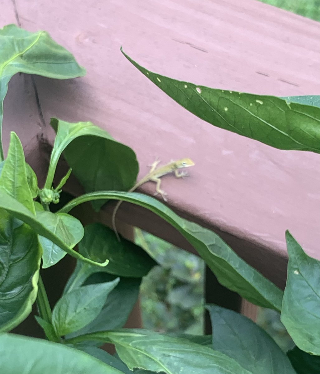 cindybryanedit's tweet photo. On breaks I visit my friend, Flower. She’s so tiny! Flower helps me tend to the pepper plants. https://t.co/bF4bi4JI56