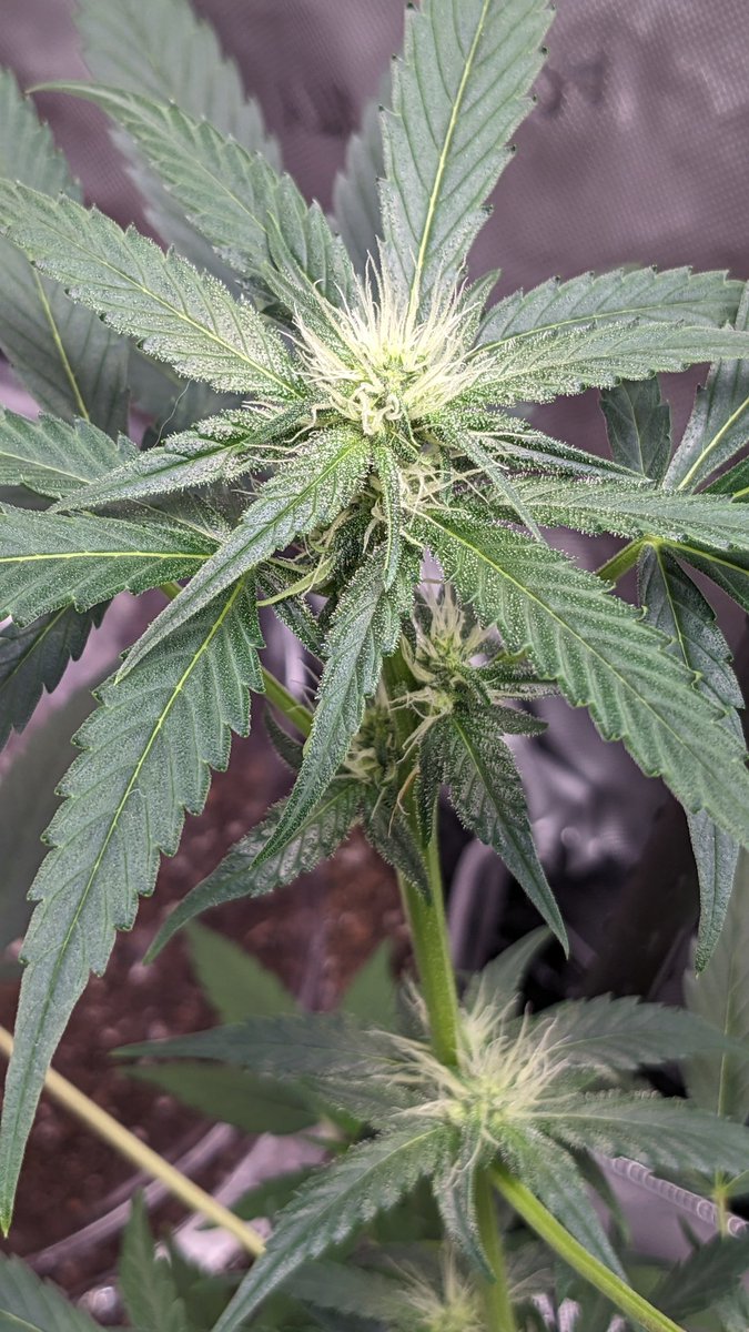 nova2cotton's tweet photo. 4K images of my Day 39 Autoflower run of @Fast_Buds Gorilla Cookies and Strawberry Pie!
Keep on growing!!!
#AutoFlower #LivingSoil #GaiaGreenOrganics #growmies #CannabisCommunity #growyourown #uproot #cannaland #spiderfarmer #sf2000 #powersi #acinfinity #fastbud #CannabisMedicinal #CannaLand #CannabisCultivation #420community #WeedLovers #Mmemberville #SeedTester #RawGenetics #MarsHydro #Tsl2000 #Tsw2000 #growyourown #Marijuana #smokeweedeveryday #tuesdayvibe #organic