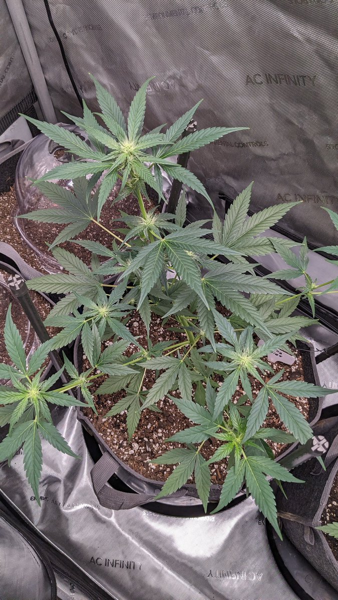 nova2cotton's tweet photo. 4K images of my Day 39 Autoflower run of @Fast_Buds Gorilla Cookies and Strawberry Pie!
Keep on growing!!!
#AutoFlower #LivingSoil #GaiaGreenOrganics #growmies #CannabisCommunity #growyourown #uproot #cannaland #spiderfarmer #sf2000 #powersi #acinfinity #fastbud #CannabisMedicinal #CannaLand #CannabisCultivation #420community #WeedLovers #Mmemberville #SeedTester #RawGenetics #MarsHydro #Tsl2000 #Tsw2000 #growyourown #Marijuana #smokeweedeveryday #tuesdayvibe #organic