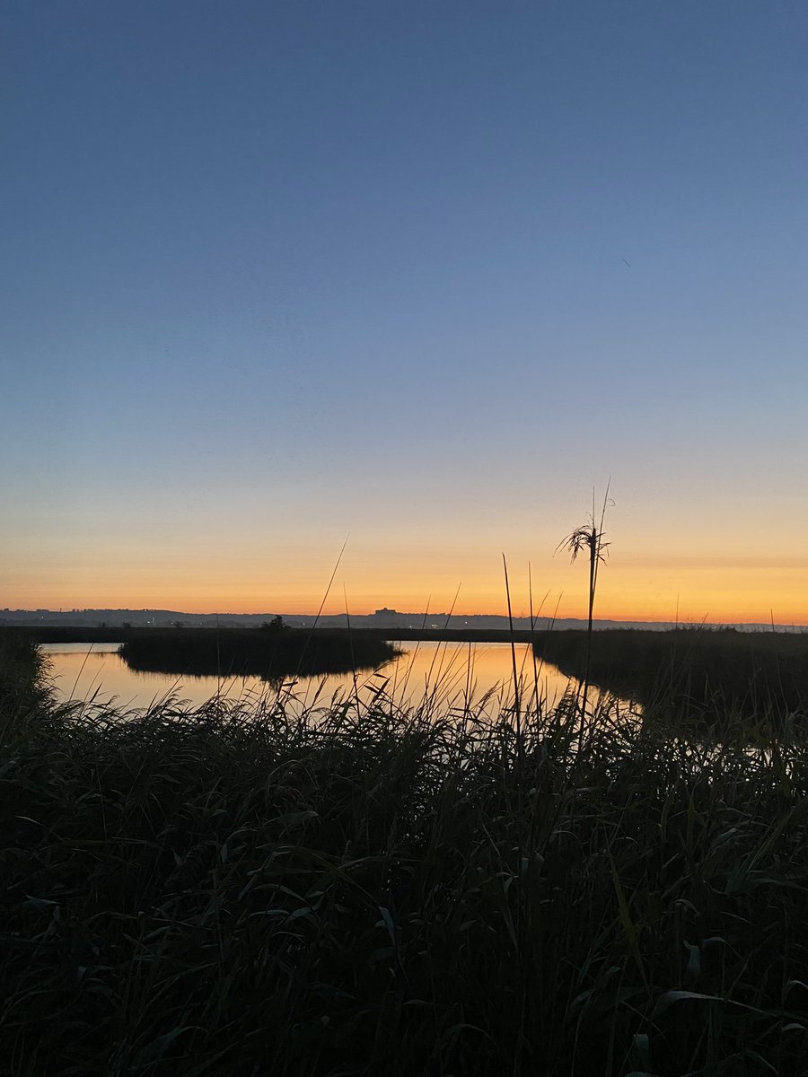 Good morning from the reeds #migration