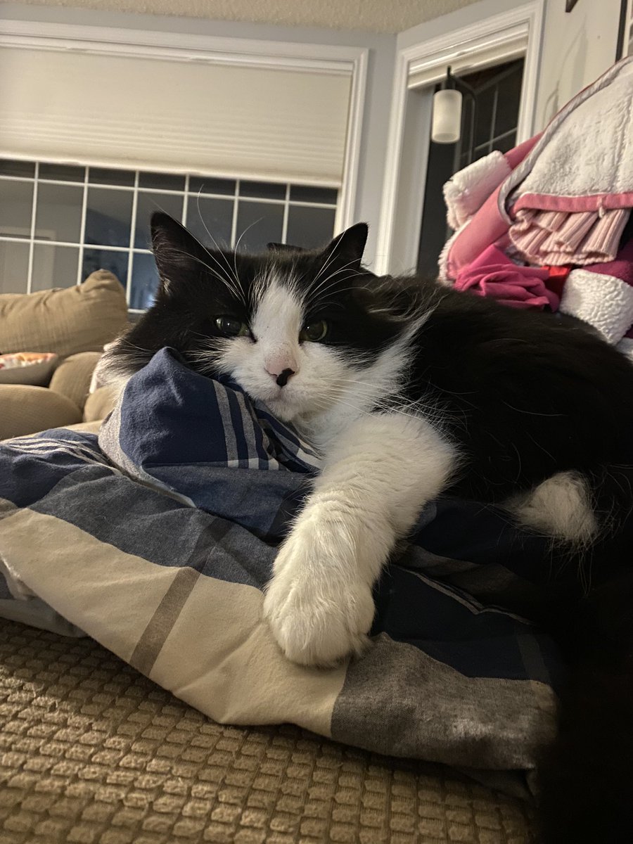 nicloemax's tweet photo. Murder mitten is out in case I try and pet her https://t.co/lByDzPIpct