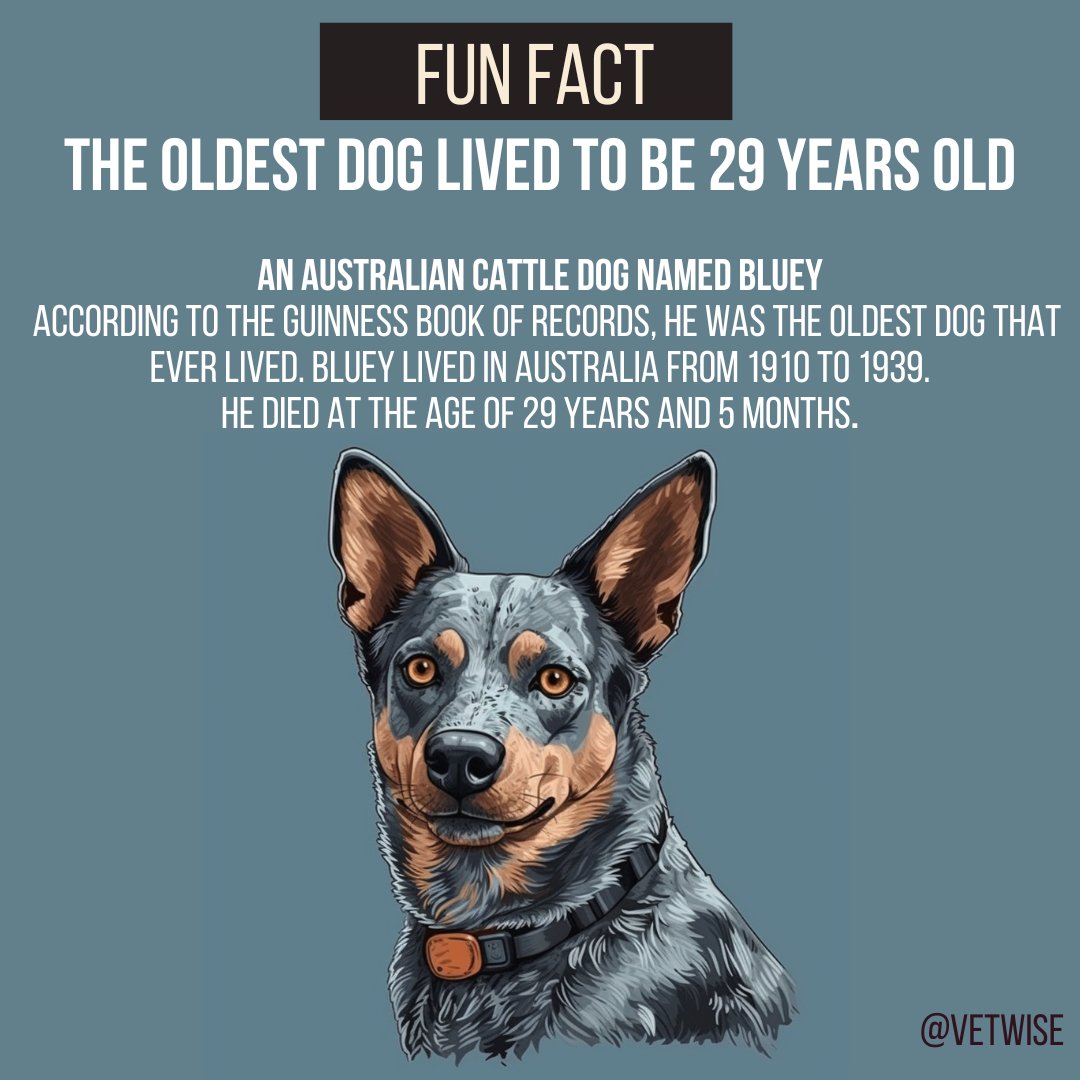 The oldest dog lived to be 29 years old

An Australian cattle dog named Bluey
According to the Guinness Book of Records, he was the oldest dog that ever lived. Bluey lived in Australia from 1910 to 1939. He died at the age of 29 years and 5 months.

#dog #funfact #life #animals