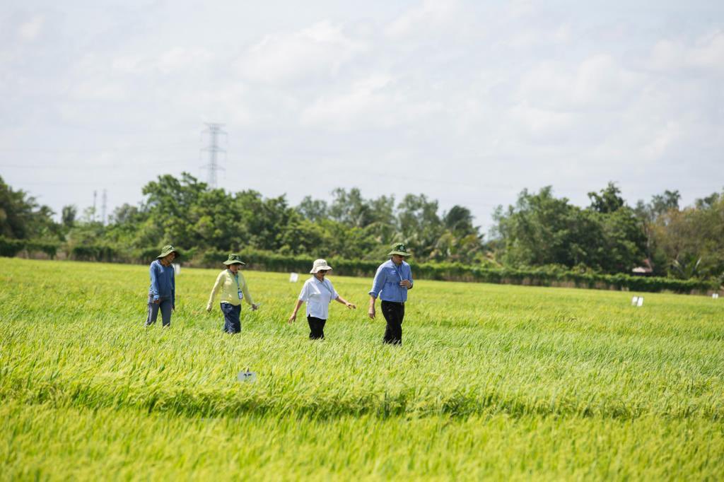 AusAmbVN's tweet photo. Globally @ACIARAustralia projects have a rate of return of $43 for every $1 invested. 
In 🇻🇳 that figure is $90. 
In the Mekong 🇦🇺 is supporting farmers to deal with climate change through alternative crops, enhanced rice varieties 🌾 and improved aquaculture practices. 🐟 https://t.co/FzCzZp1HbA