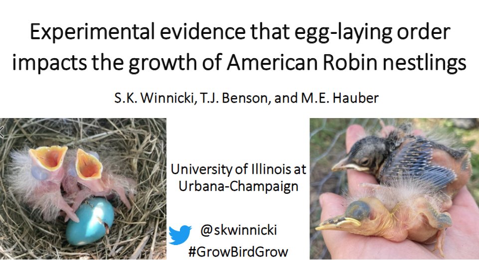 skwinnicki's tweet photo. Are you at #AOS_SCO23 (@AmOrnith &amp; @SCO_SOC meeting)?

Do you like...
-baby birds
-parental investment (hormones!)
-intraspecific variation
-nonlinear models
-and/or watching a presenter frantically race the clock?

Check out my talk today (Thurs) at 4:45 in Salon B! https://t.co/qBQkRUfvwk