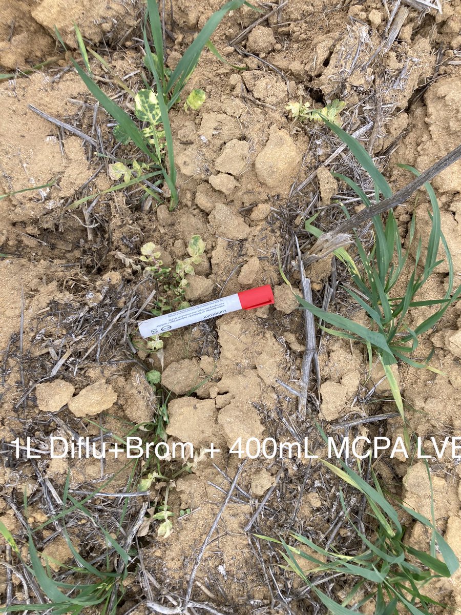 Galaxy looking soft on wheat in a tough season at Bodallin <a href="/NufarmAustralia/">Nufarm Australia</a>