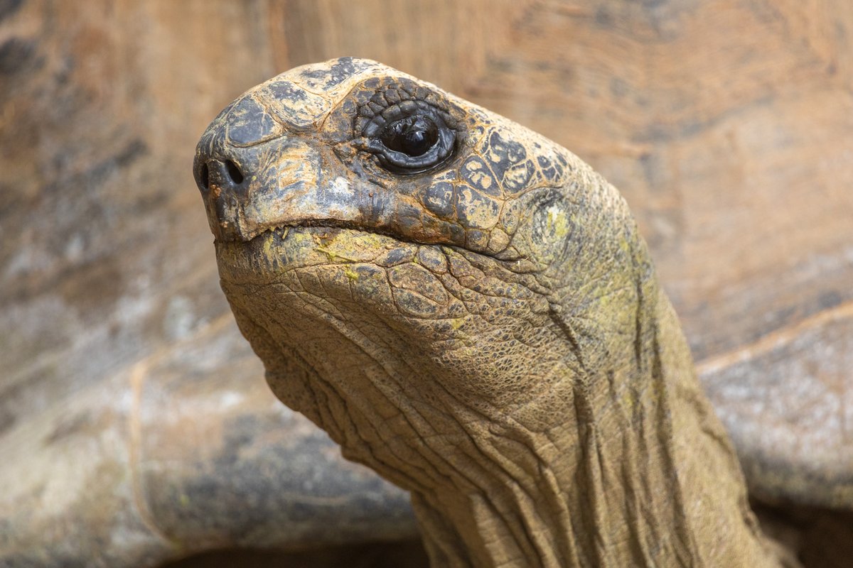 nickrowepoetry's tweet photo. Tortoise at Jersey Zoo, Monday 7th August 2023

#jerseyzoo #durrrell https://t.co/OLapbqtKiE