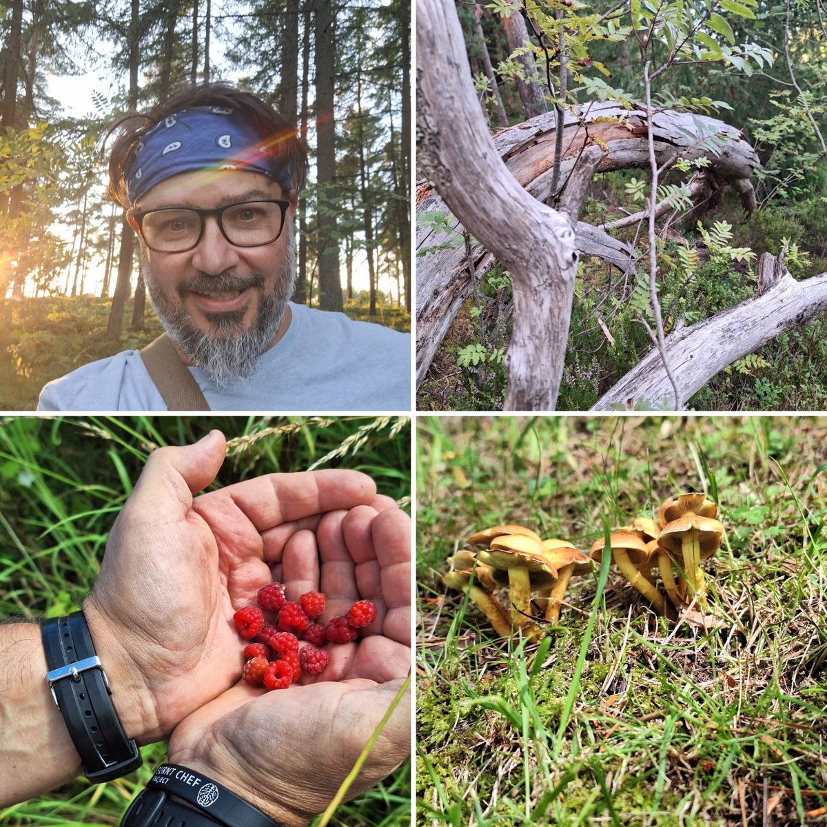 keepitcooking1's tweet photo. Just love this time of the year, late summer = #foragingtime
#keepitcooking
#healthand https://t.co/ejUxc6G3bo