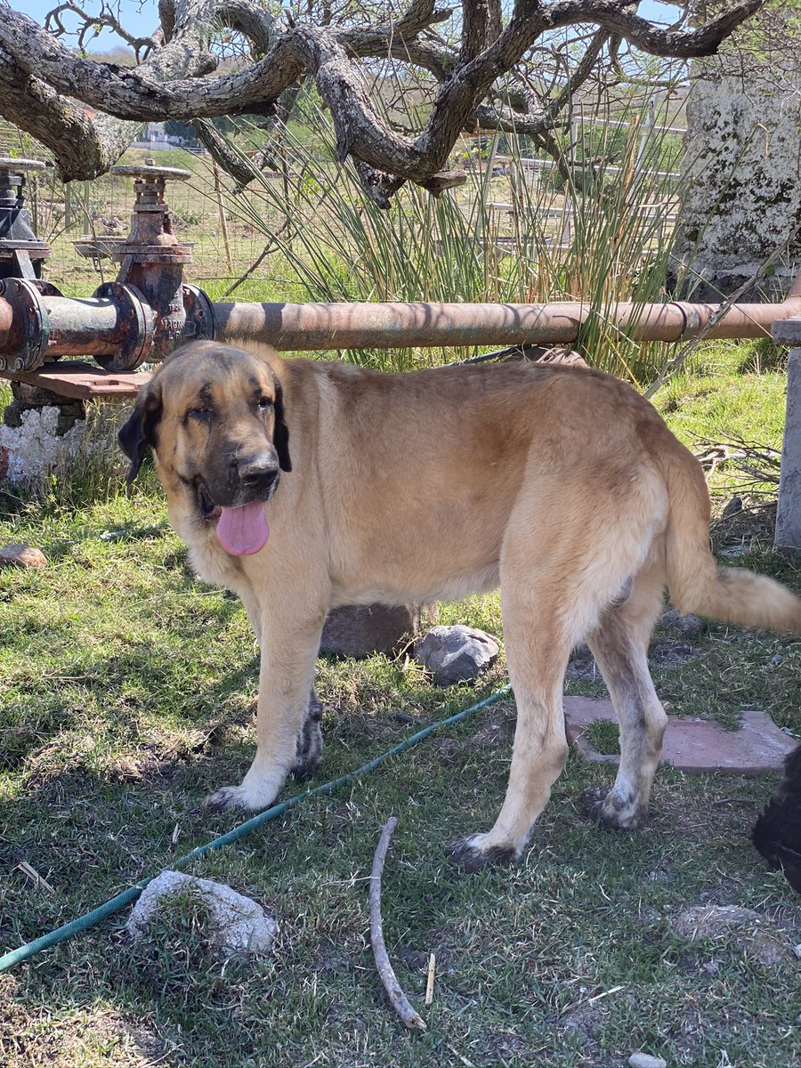 Rocio_Carrillo's tweet photo. Hay perros que se convierten en familia y harán mucha falta. 🥺 | JACK 🕊️🩵 https://t.co/L22LMqC1Fn