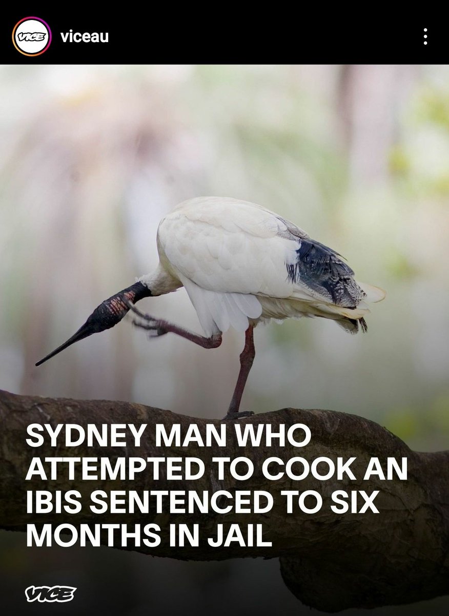 VeganStace's tweet photo. Why is it that people are able to recognise how inherently wrong it is to take the life of one kind of bird, but simultaneously find it totally acceptable for an entire industry to brutally murder another kind of bird by the millions?
If you really loved animals, you'd live vegan https://t.co/xjqV1CETxN
