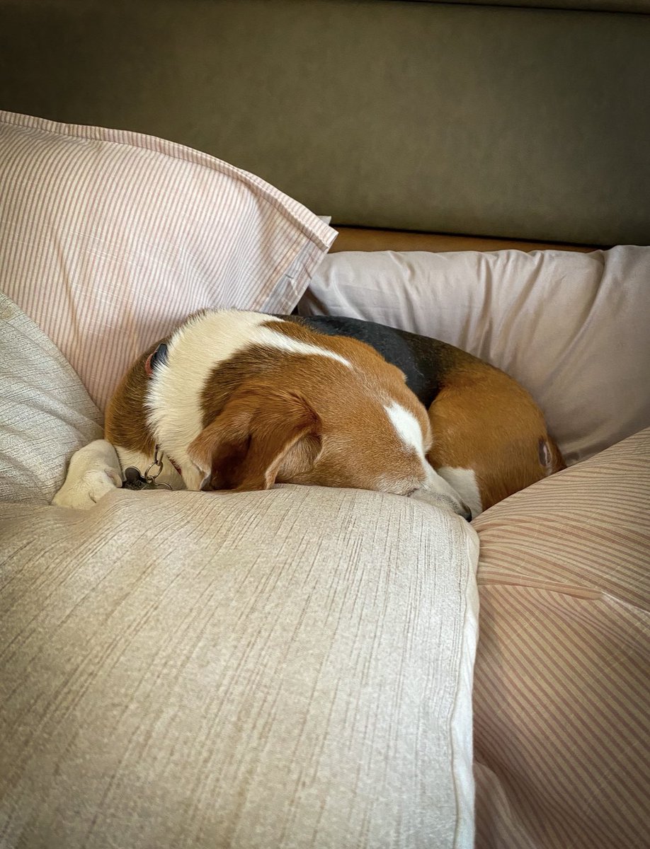 doloresrobles_m's tweet image. Así como #Musetta, nos despedimos de este día del mal.