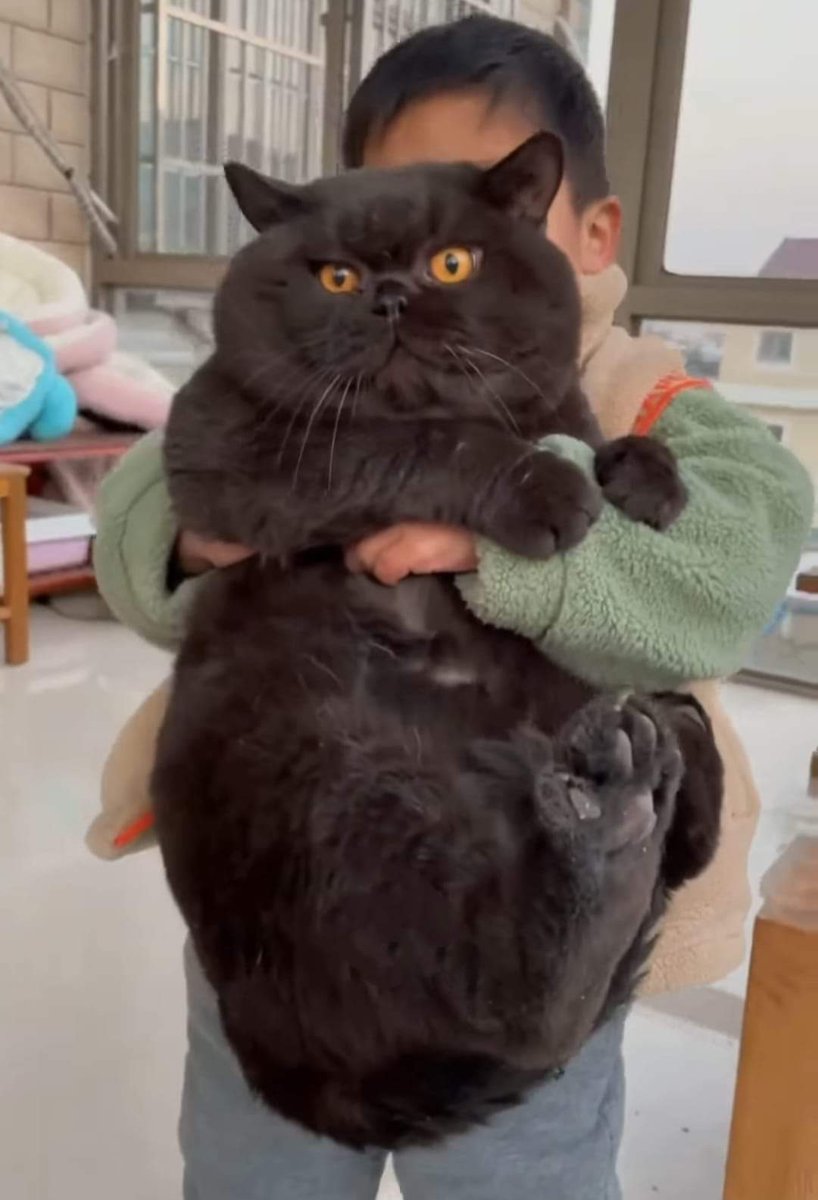 ulat_bulu_bulu's tweet photo. A big baby. https://t.co/StWz5fl99L