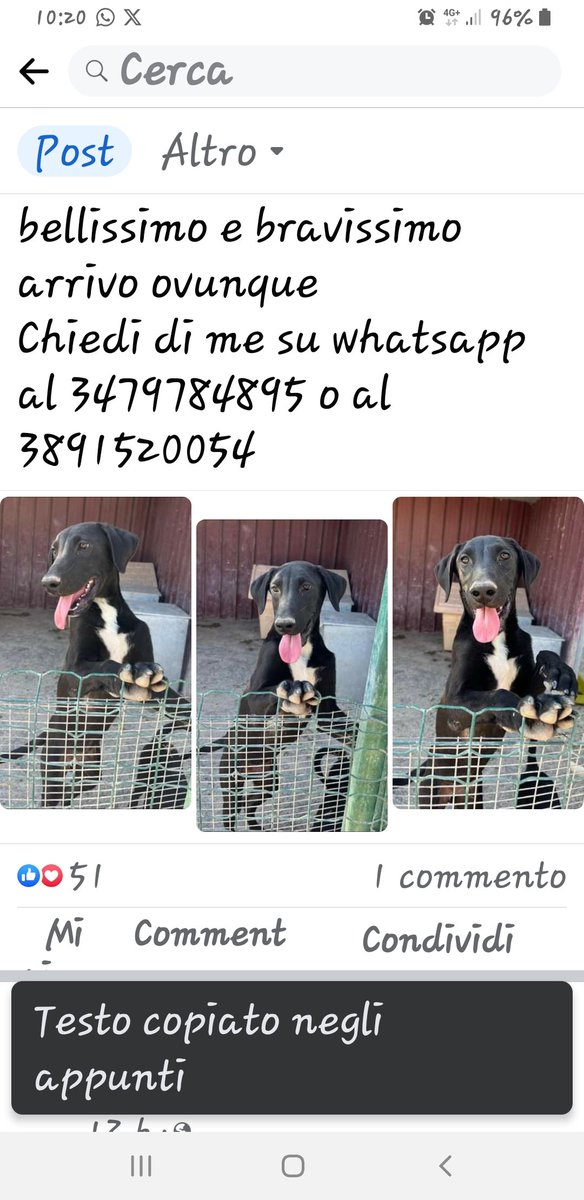 fendente1's tweet photo. 🆘️🆘️🆘️Vittorio Russo,SALVAMI DAL CANILE E PORTAMI A CASA CON TE 
ALMENO PER FAVORE CONDIVIDI IL MIO APPELLO 🙏🏻🙏🏻🙏🏻
sono un maschietto bellissimo e bravissimo
arrivo ovunque 
Chiedi di me su whatsapp al 3479784895 o al 3891520054 https://t.co/6CJePwaXQb