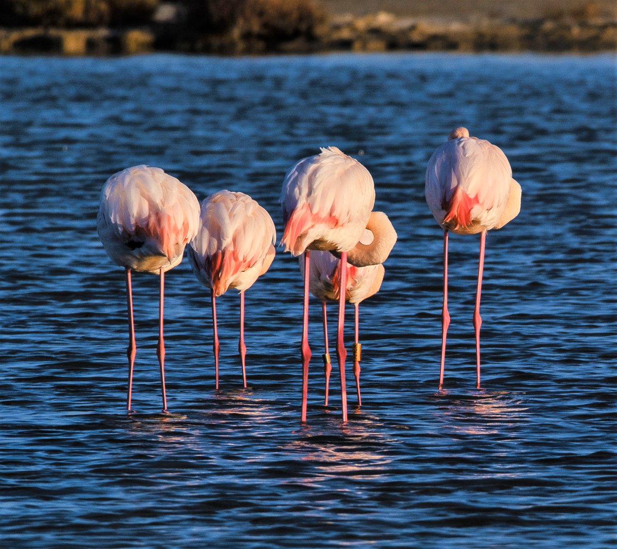 Every week we highlight an area that gets high ratings. This week Laguna de la Tancada (see birdingplaces.eu/birdingplaces/… Flamingo hotspot in the Ebro delta. @SEOBirdLife_Cat @SEO_BirdLife @avesibericas @SomormujoRadio @ICOcells @birdcatalunya @herrerillo_com @BCNbirding @abeelmoreno16