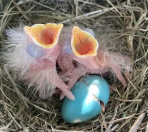 What do egg hormones, non-linear mixed models, and 252 baby American Robins have in common? 

They're all the stars of my #AOS_SCO23 talk today about project #GrowBirdGrow! If you're in town come check it out (4:45 PM Salon B), delighted to have significant results (for once)!