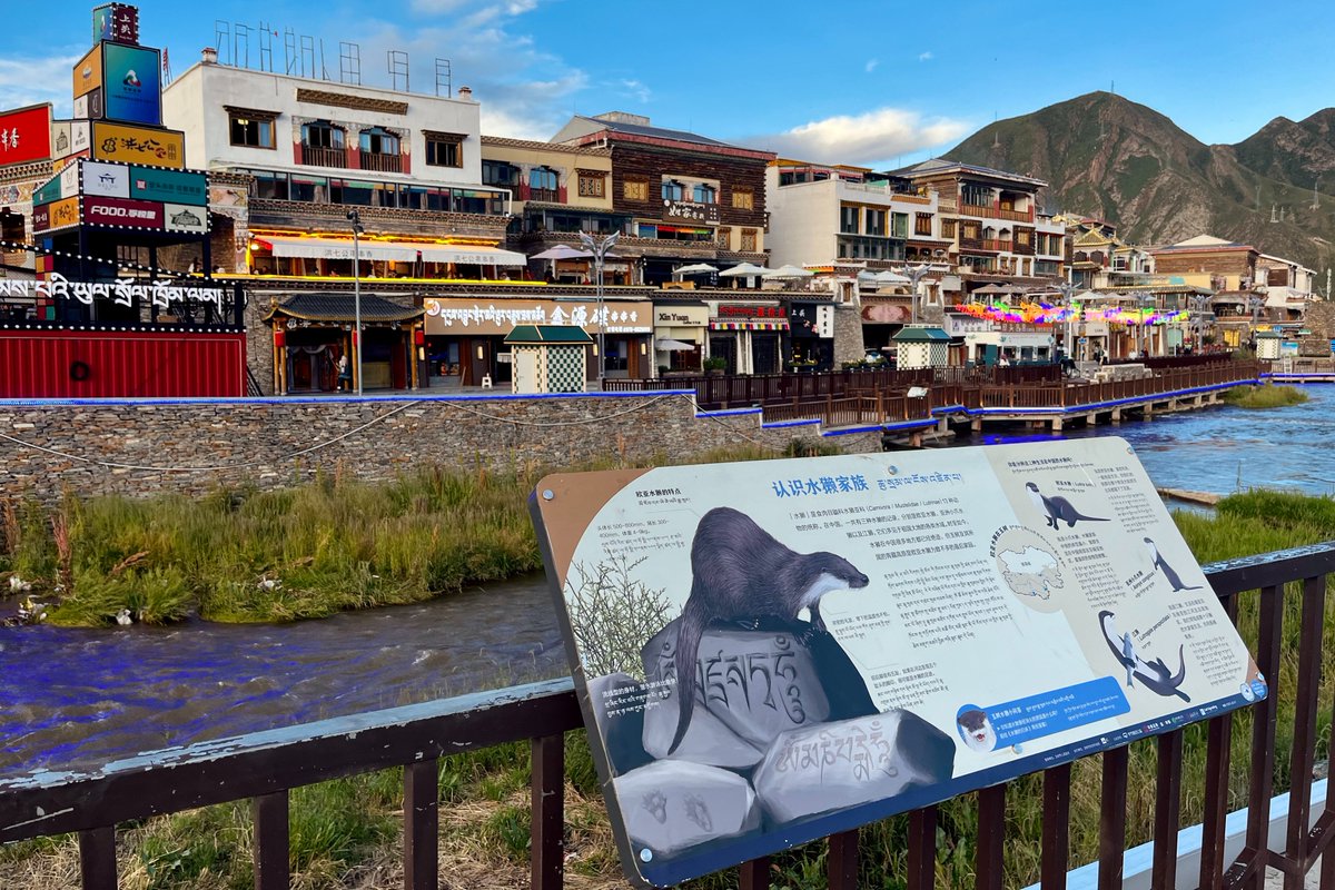 Recently, we put up 10 signs in the center of Yushu, on both sides of the Zhaqu River, to show people the habits, habitat and population status of Eurasian otters in Yushu. The contents incorporated the results of the otter surveys we have done in Yushu since 2017.
