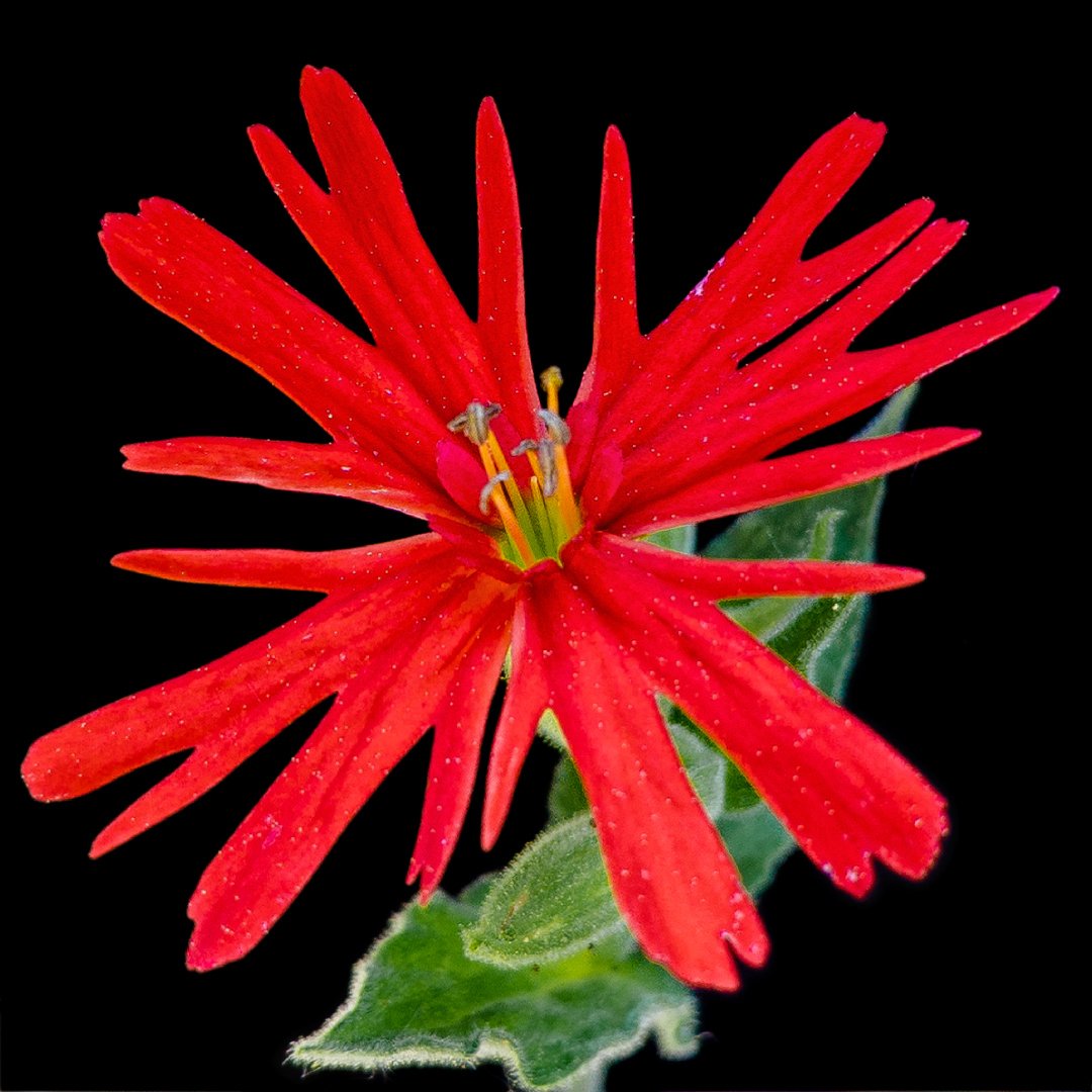 MrMocata's tweet photo. Silene laciniata ssp. californica. 
Colloquially referred to as “pinks”, I thought this was silly for years, as they’re red, not pink. Then I found out it’s actually because the lobed petals look like they were cut with pinking shears! https://t.co/jxCuX75wTh