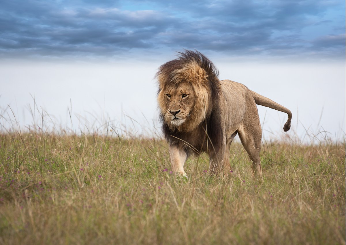 🦁It's #WorldLionDay! #Lions - the powerful symbols of nature - are vulnerable! This oxymoron is the result of human activities that cause habitat loss, human-lion conflict & prey depletion. Joint @CITES-CMS African Carnivores Initiative addresses threats to African Lions.