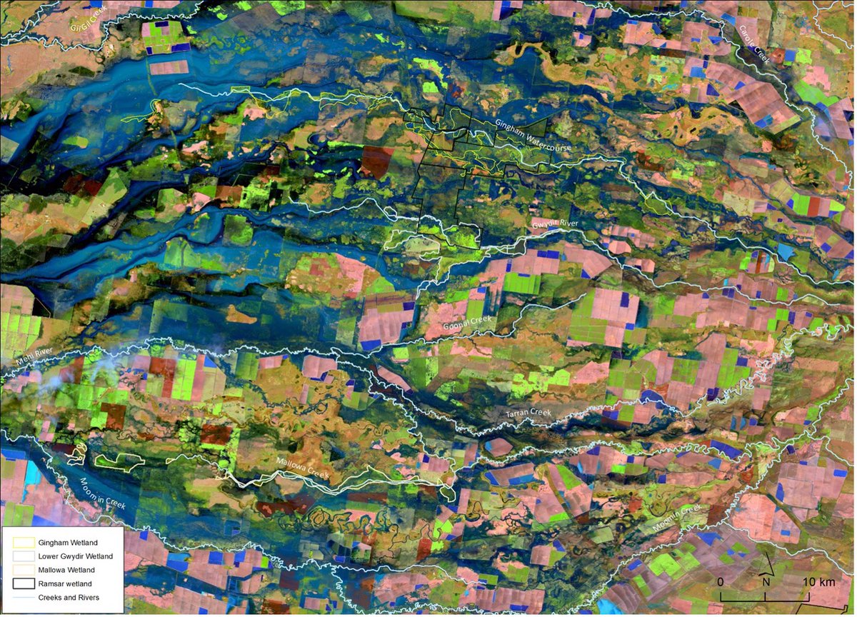 Hydrology is the study of when, where and how galie (water) is delivered into a bagaay (river) channel, floodplain or warrambool (wetland). Check out the benefits of flows in the Gwydir: tinyurl.com/yxty7tcu