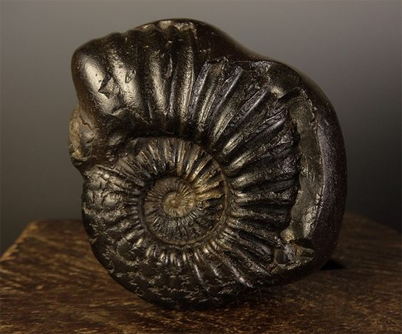 || Shaligram Stone: A Divine Form Of Bhagawan Vishnu, Origin and Significance Explained || 

The Shaligram Stone, also referred to as the Shaligram Shila, stands as the Vaishnavite rendition of the Shivling, holding a special place as a representation of Bhagawan Vishnu himself,