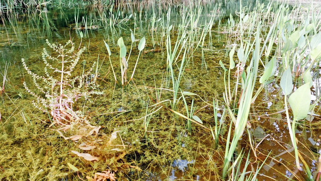 norfolkponds's tweet photo. #Ghostpingo ponds!!! Many ancient #pingo ponds have been filled in over recent centuries. But if carefully re-excavated they & their rare plants can be revived from v. old still viable seeds.
We did this one last August in a former pig field for @NorfolkWT. Incredible diversity! https://t.co/rRgSOb2cP4