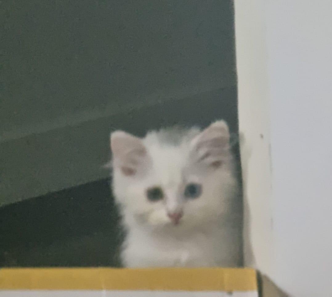 Cute
#cat
#cute
#sweet