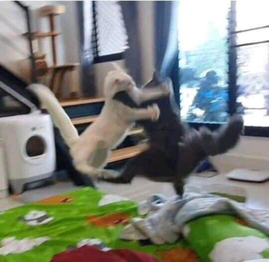 War
#cat
#cute
#Fighting