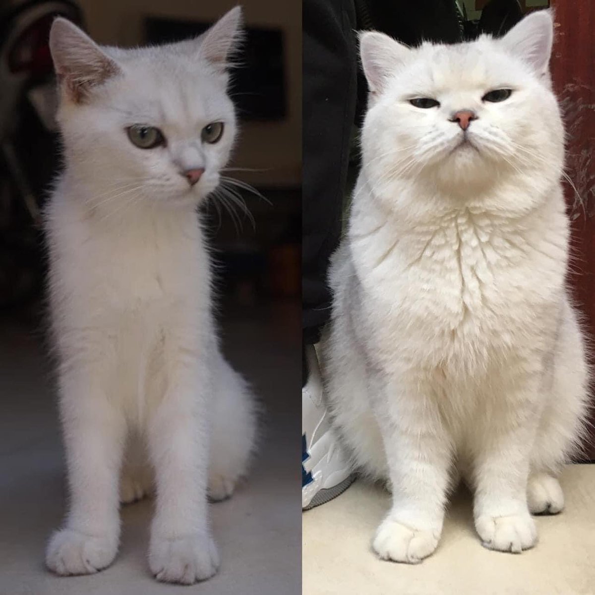Love
#cat
#transformation
#cute
#lovecat
#trending