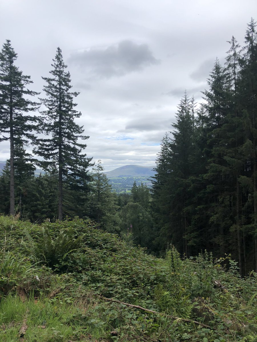 ElaineT39's tweet photo. #zogtrail @ForestryEngland 🍃 https://t.co/UfGBZklwql