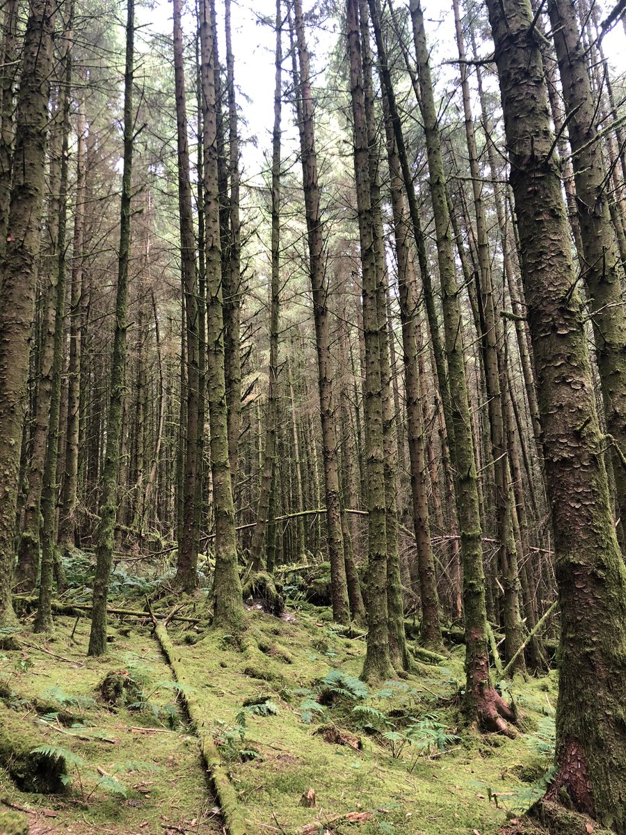 ElaineT39's tweet photo. #zogtrail @ForestryEngland 🍃 https://t.co/UfGBZklwql