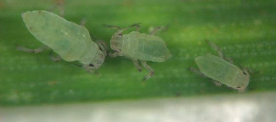 📢 Russian wheat aphid has been observed in NSW & in some nw VIC grains. To learn where they’ve been reported & about @GRDC’s FITE strategy, read our latest PestFacts article 👉 buff.ly/3DO0keA