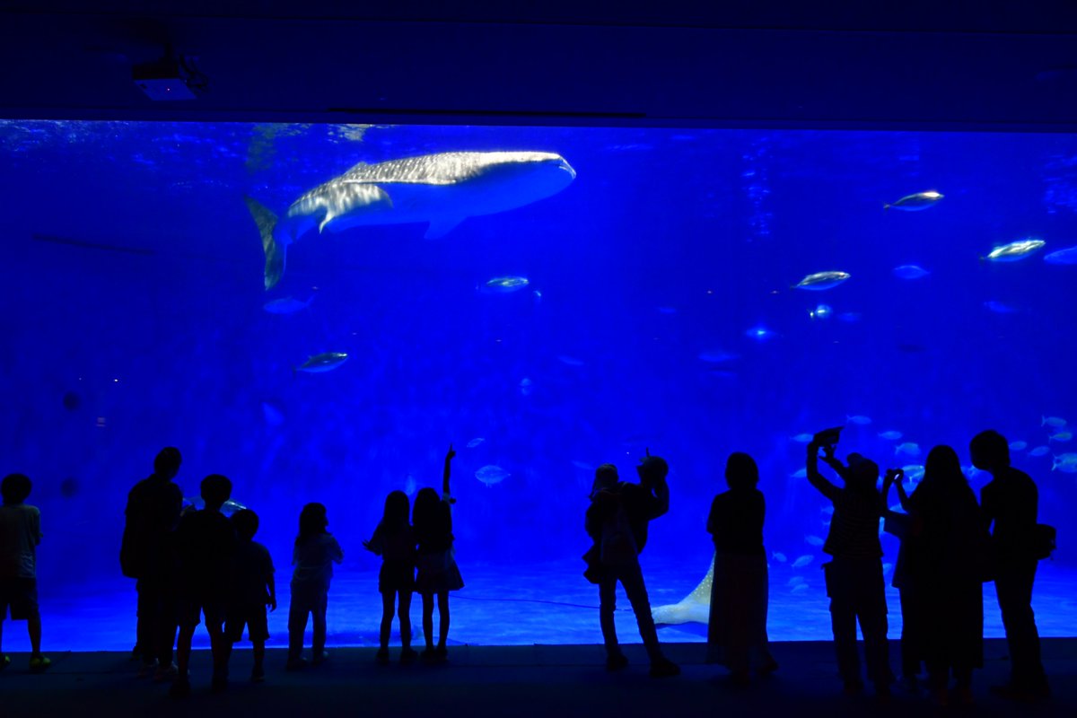 kagoshimacityPR's tweet photo. 【かごしま水族館が入館者1700万人達成🎉】
大阪府から訪れた親子に、記念に巨大なニシキアナゴをプレゼント🎁
台風が過ぎ去り、また暑さも厳しくなってきます☀️
涼を感じながら、かごしま水族館で海の生き物を観察してみませんか？ https://t.co/c9RDMoRzjK