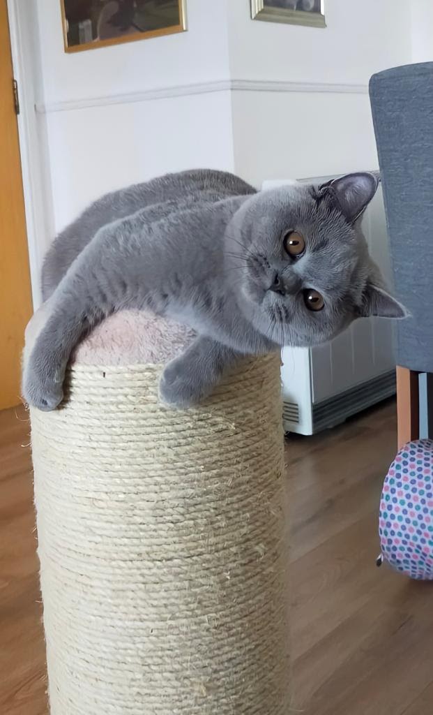 Little me 🐈‍⬛ #ThrowbackThursday