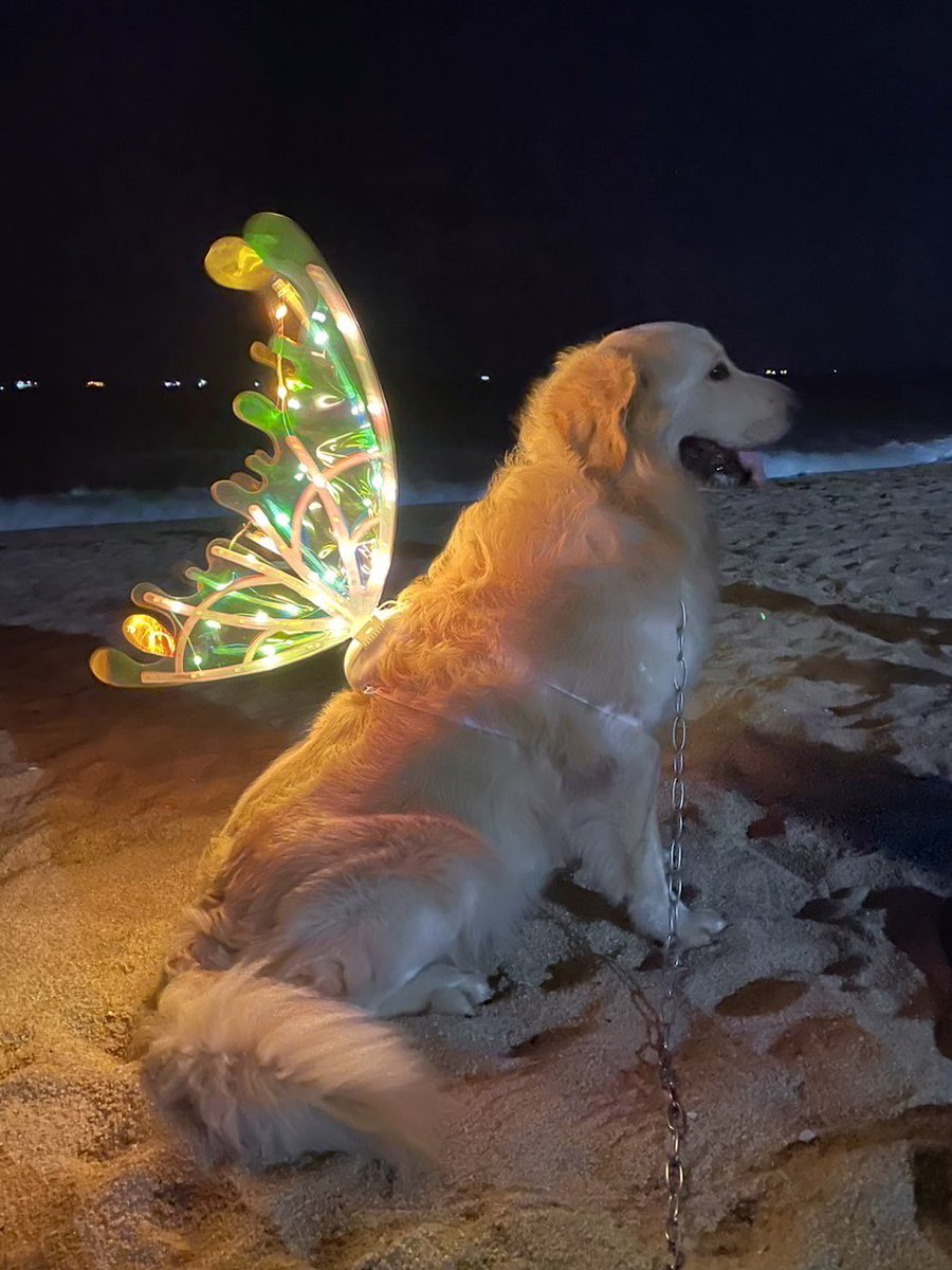 yoxrgravity's tweet image. หมาบ้านเรามีปีกค่ะ แต่บินไม่ได้เพราะอ้วน