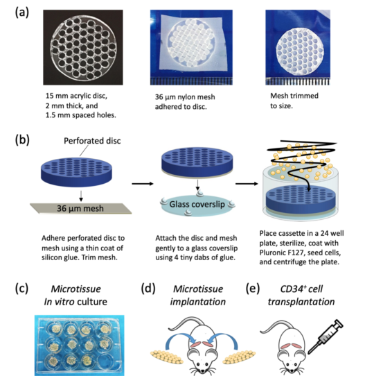 Organoids_MDPI's tweet photo. 📢Check out this fascinating article published in #Organoids MDPI
#Microwell #Microtissue #BoneMarrow #MesenchymalStemCell #HematopoieticStemCell #BoneMarrowStromalCell #MicroOssicles
https://t.co/FxUQspE7la https://t.co/JFCp2U1SkY