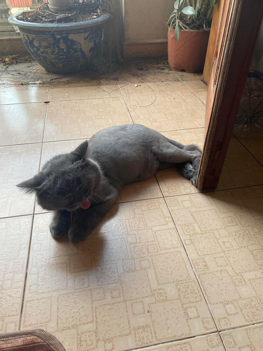 Black Cat
#lovecat
#Sweet
#cute