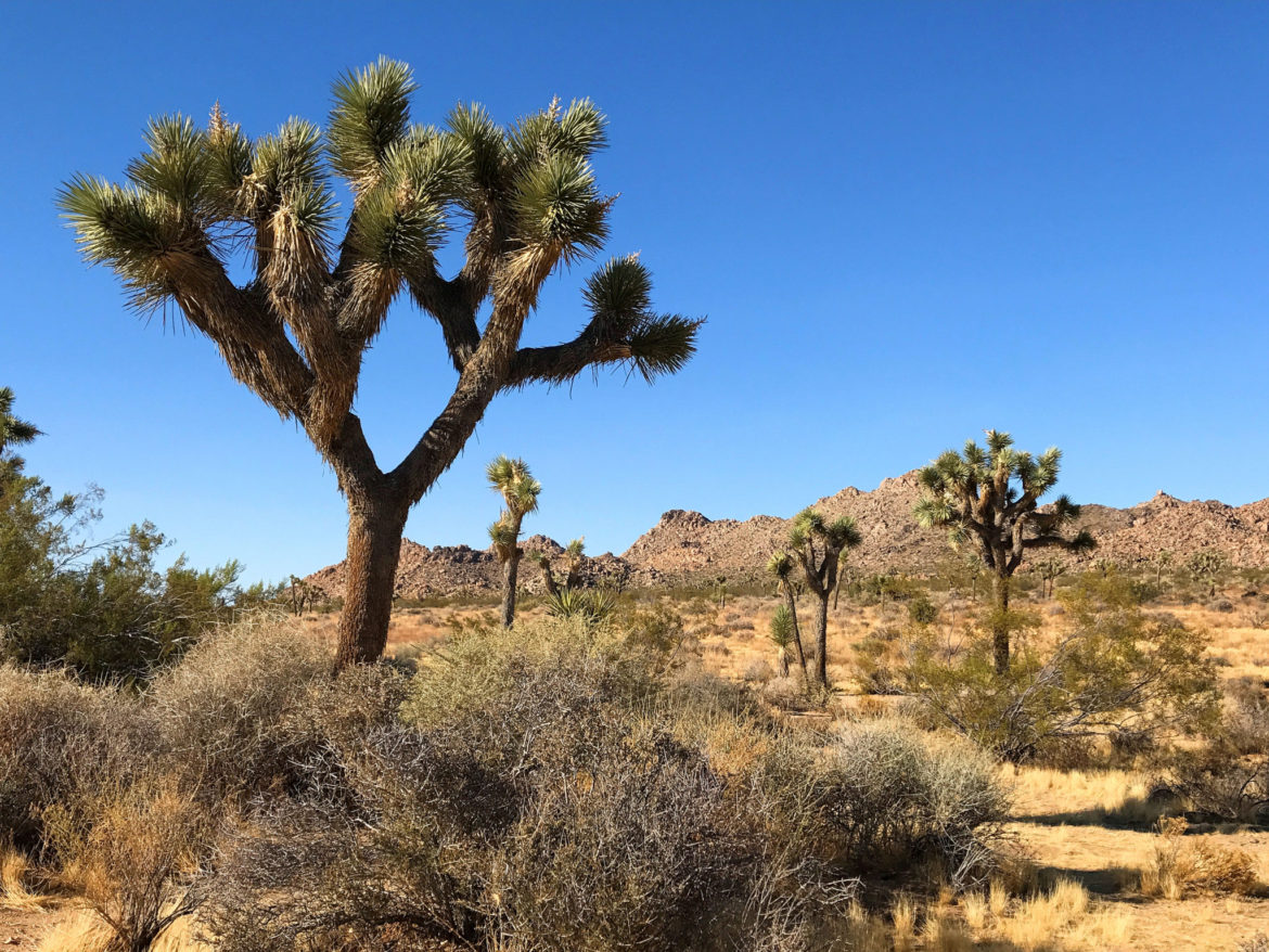 Six Great Spots You Should See in Joshua Tree National Park ...Check It Out! is.gd/wGbf6G #adventure #travelblog #travelblogger #travelbloggers #traveling