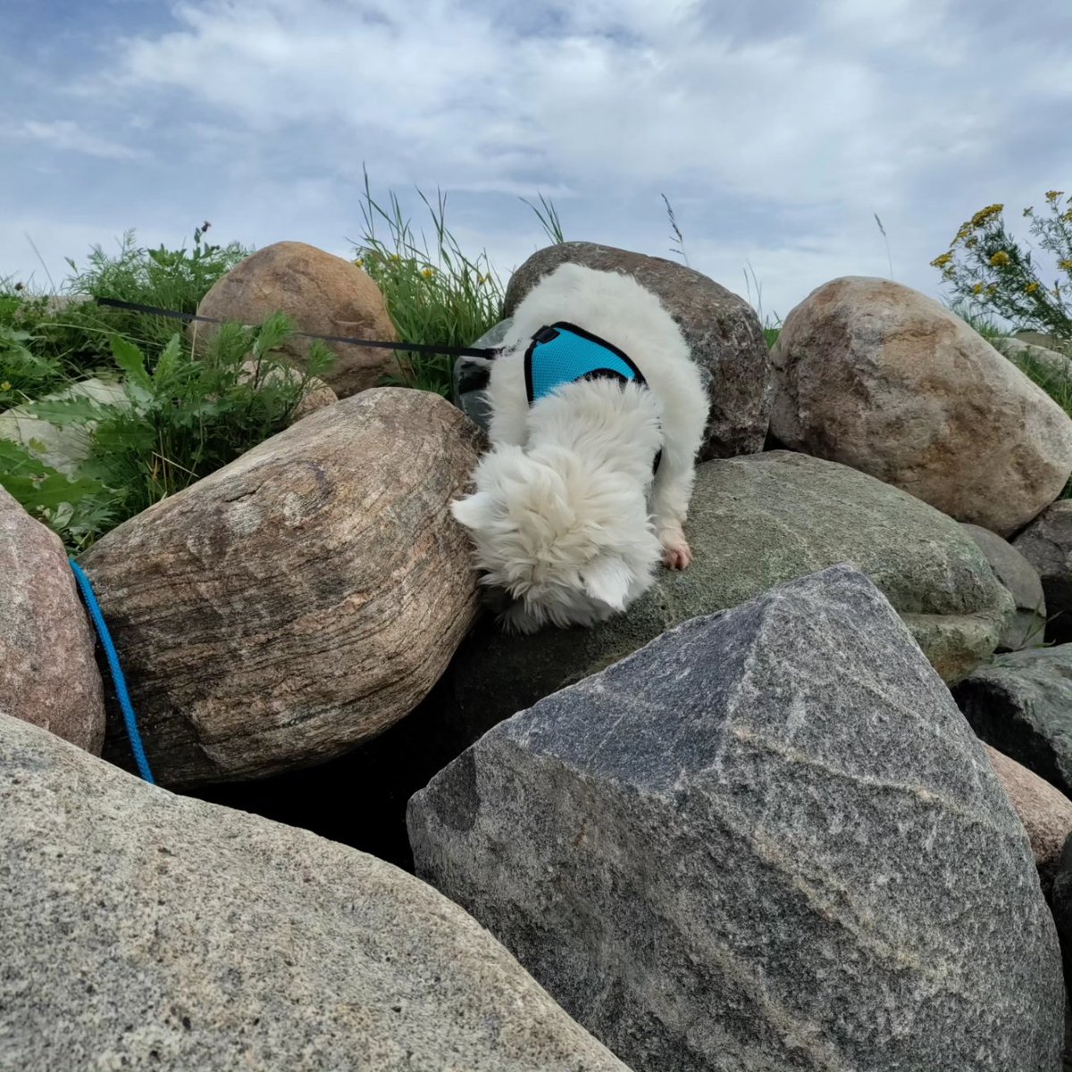 SimoWestie's tweet photo. Visiting #Kemi #bayofbothnia #merilappi https://t.co/fsIq4knfyQ