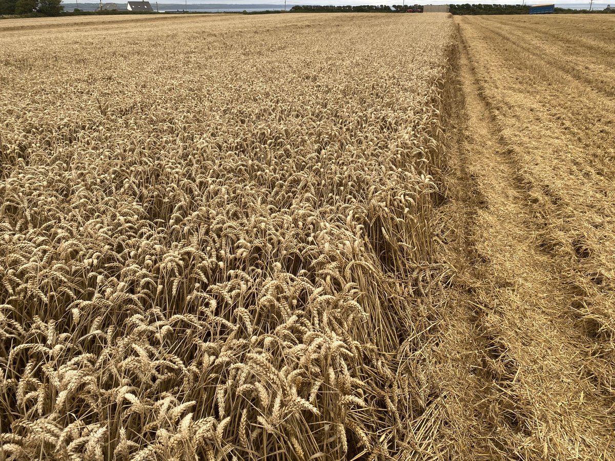 December sown Dawsum looking very decent in terms of yield &amp; quality.