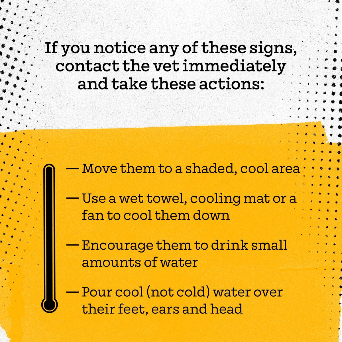 getnaw1's tweet photo. Hotdogs 🌭 > Hot dogs 🥵

With temperatures set to be high, we can't stress enough how important it is to keep your dog cool.

🌡️ Walk them early in the morning or in the evening
🌡️ Keep their water bowl filled with fresh water
🌡️ Know the signs of heatstroke

Please RT! https://t.co/QJyFZ9iaB7